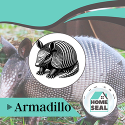 Armadillo Removal Palm Coast, Florida Armadillo Removal Palm Coast, Florida