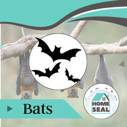 Bat Infestation Removal in Flagler & Volusia County, Florida Bat Infestation Removal in Flagler & Volusia County, Florida