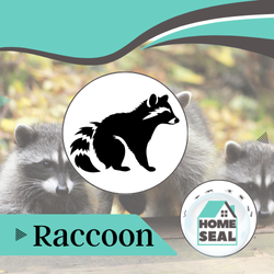 Raccoon Removal in Palm Coast Florida Racoon Removal in Flagler & Volusia County, Florida