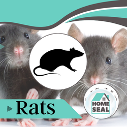 Rat & Infestation Removal Rat Infestation Removal Flagler Palm Coast, Florida