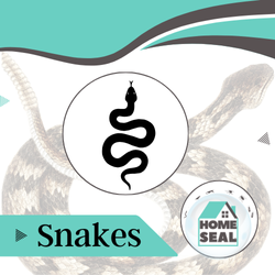 Snake and Rat Infestation Removal Snake Removal Flagler Palm Coast, Florida