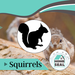 Squirrel Removal in Flagler & Volusia County, Florida Squirrel Infestation Removal in Flagler & Volusia County, Florida