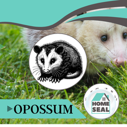 Rat & Infestation Removal Opossum Removal Palm Coast, Florida