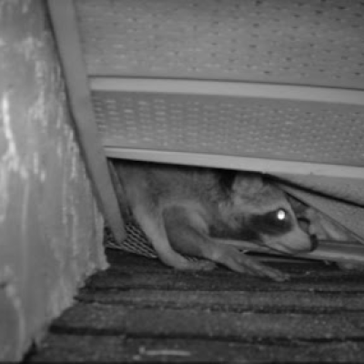 Raccoon Exiting Roof